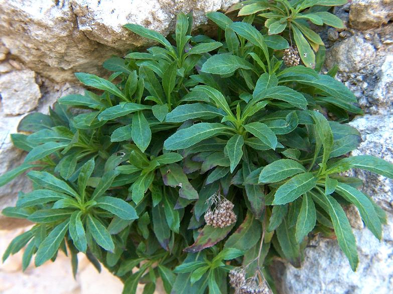 Trachelium lanceolatum